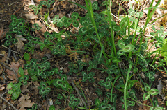 Trifolium physodes