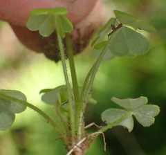 Oxalis psilopoda