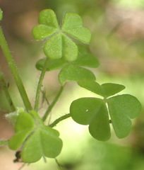 Oxalis psilopoda