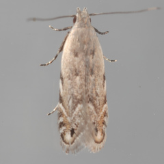 Battaristis concinnusella