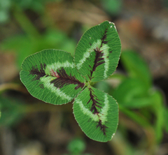 Trifolium physodes