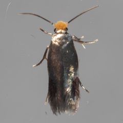 Stigmella resplendensella