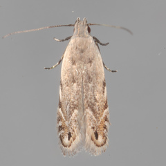 Battaristis concinnusella