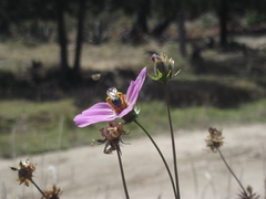Paragapostemon coelestinus