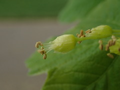 Acer opalus obtusatum