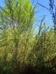 Cliffortia strobilifera