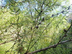 Cliffortia strobilifera