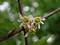 Oemleria cerasiformis