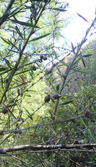 Cliffortia strobilifera