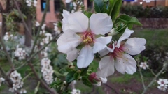 Prunus