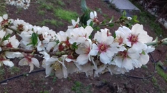 Prunus