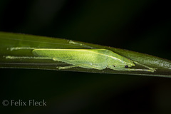 Subria