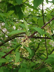 Oemleria cerasiformis