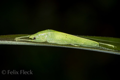 Subria