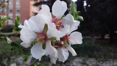 Prunus