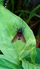 Fidena