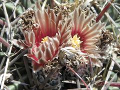 Ferocactus macrodiscus
