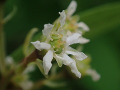 Oemleria cerasiformis