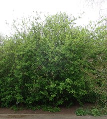 Oemleria cerasiformis