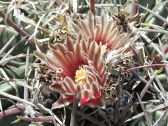 Ferocactus macrodiscus