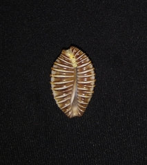 Jenneria pustulata