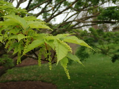 Acer capillipes