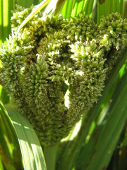 Eleusine coracana