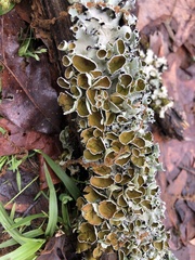 Parmotrema submarginale