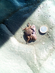 Petrolisthes tuberculosus