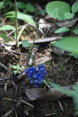 Palicourea cyanococca