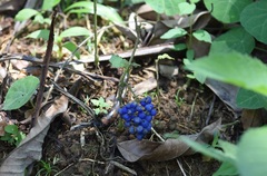 Palicourea cyanococca