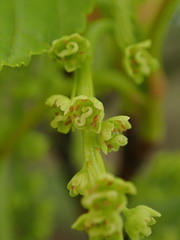 Acer capillipes