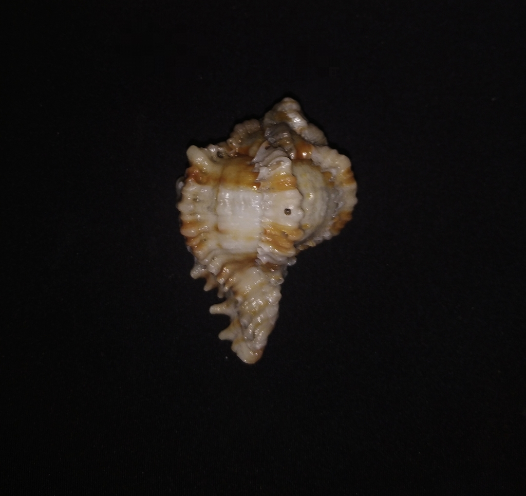 Phyllonotus peratus