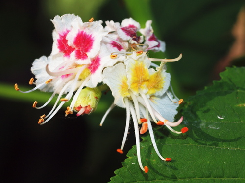 Paprastasis kaštonas nuotrauka