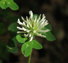 Trifolium pignantii