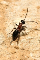 Thaumatogelis gallicus