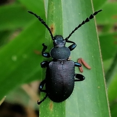 Prostenus