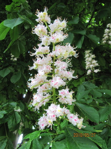 Paprastasis kaštonas nuotrauka