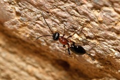 Thaumatogelis gallicus