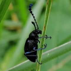 Prostenus