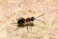 Thaumatogelis gallicus