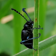Prostenus