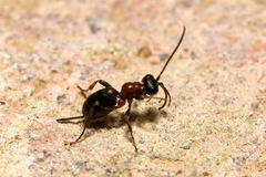 Thaumatogelis gallicus