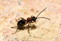 Thaumatogelis gallicus