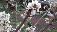Bombus terrestris