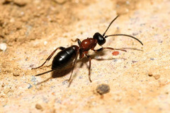 Thaumatogelis gallicus