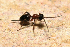 Thaumatogelis gallicus