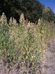 Chenopodium quinoa