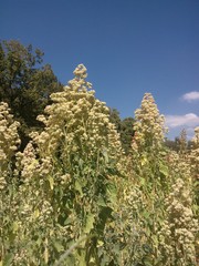 Chenopodium quinoa