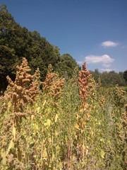 Chenopodium quinoa